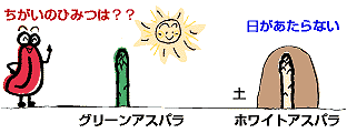 ちがいのひみつは？？グリーンアスバラ 日があたらない 土ホワイトアスバラ