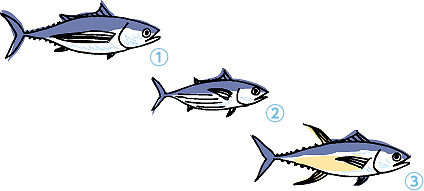 1ビンナガマグロ 2カツオ 3キハダまぐろ