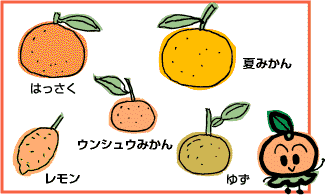 はっさく 夏みかん ウンシュウみかん レモン ゆず