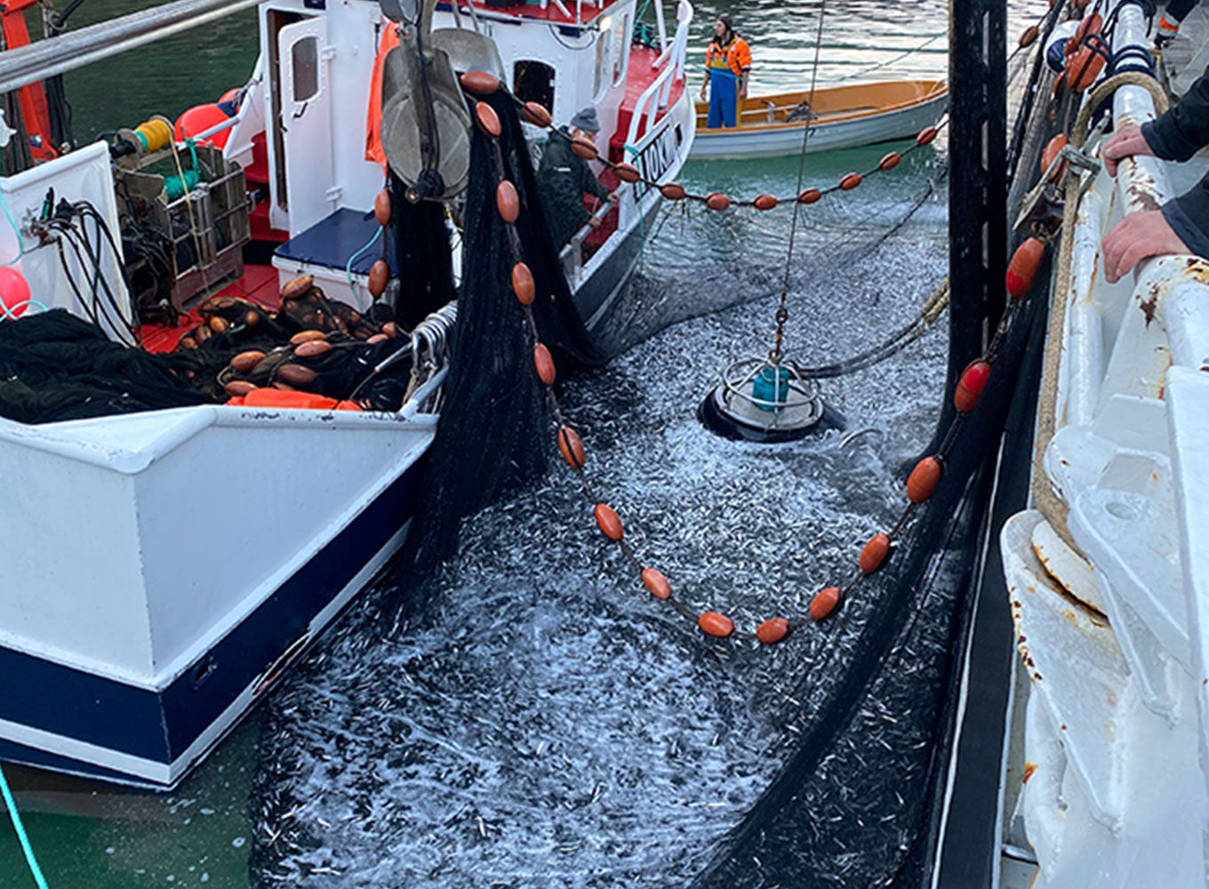 「ブリスリング種」のイワシのみを使用