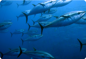 魚や肉など、使用される原材料の全ては、食品に使用されるものと同等の食材を使用しています。